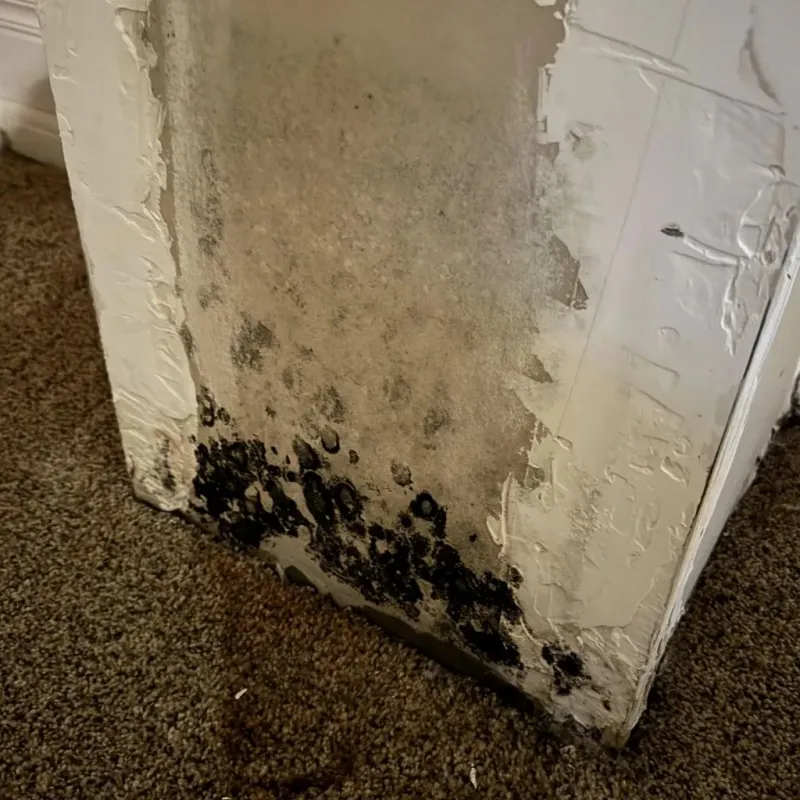 Professional Mold Removal in Buckingham, VA